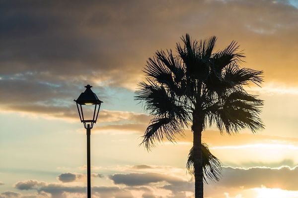 Canary Islands-Fuerteventura Island-Morro Jable-Playa del Matorral beach-palm tree